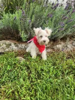 Mike , a male Miniature Schnauzer for sale in Beatrice, NE – 3 of 7