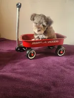Tiny Chip, a male Miniature Schnauzer for sale in Beatrice, NE – 5 of 5