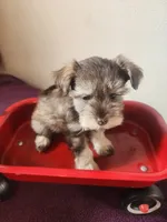 Robbie , a male Miniature Schnauzer for sale in Beatrice, NE – 5 of 6