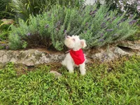 Mike , a male Miniature Schnauzer for sale in Beatrice, NE – 5 of 7