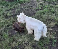 Mike , a male Miniature Schnauzer for sale in Beatrice, NE – 7 of 7