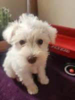 Mike , a male Miniature Schnauzer for sale in Beatrice, NE – 5 of 6