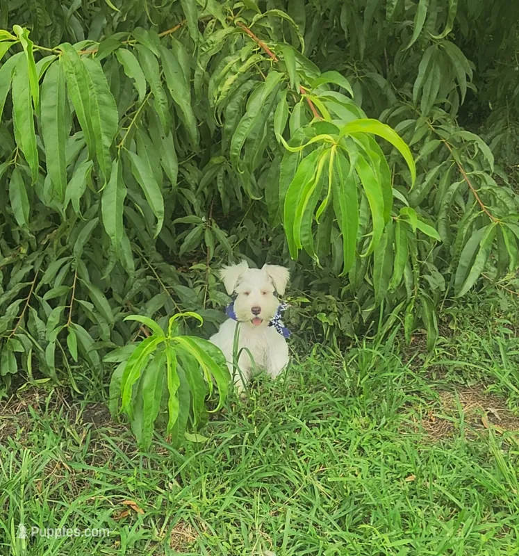 Mike  – Miniature Schnauzer puppy for sale in Beatrice, NE