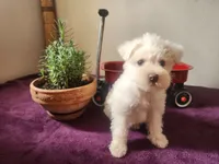 Mike , a male Miniature Schnauzer for sale in Beatrice, NE – 4 of 6