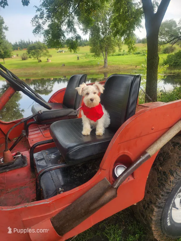 Mike  – Miniature Schnauzer puppy for sale in Beatrice, NE