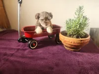 Tiny Chip, a male Miniature Schnauzer for sale in Beatrice, NE – 2 of 5