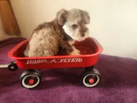 Tiny Chip, a male Miniature Schnauzer for sale in Beatrice, NE – 3 of 5