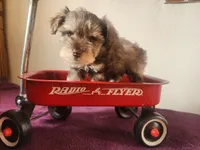 Robbie , a male Miniature Schnauzer for sale in Beatrice, NE – 4 of 6