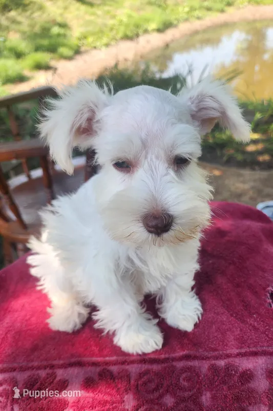 Mike  – Miniature Schnauzer puppy for sale in Beatrice, NE