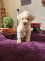 Mike , a male Miniature Schnauzer for sale in Beatrice, NE – 2 of 6