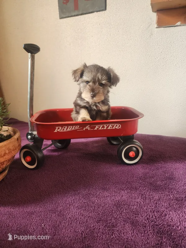 Robbie  – Miniature Schnauzer puppy for sale in Beatrice, NE