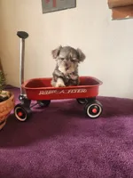 Robbie , a male Miniature Schnauzer for sale in Beatrice, NE – 1 of 6