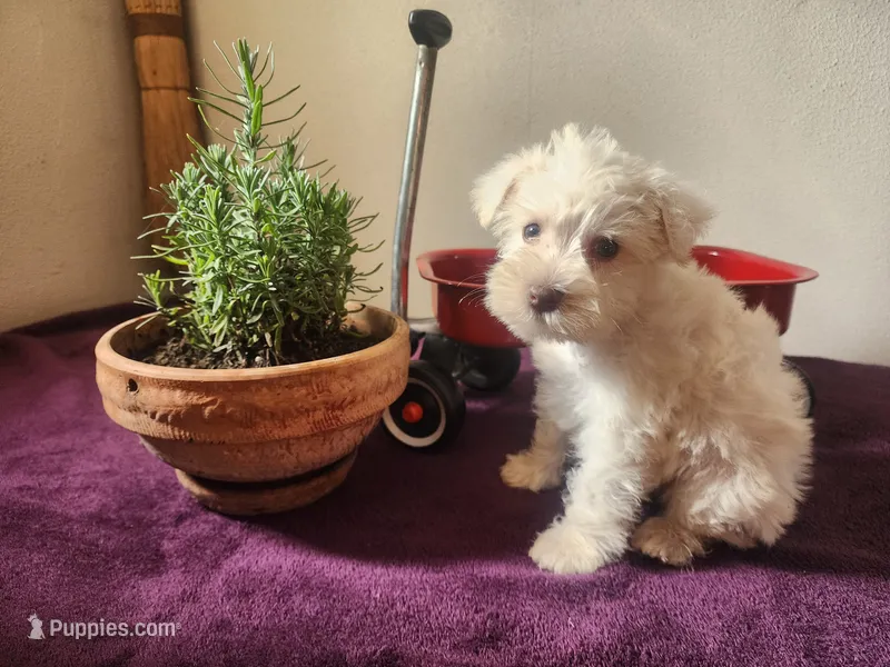 Mike  – Miniature Schnauzer puppy for sale in Beatrice, NE