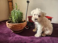 Mike , a male Miniature Schnauzer for sale in Beatrice, NE – 1 of 6