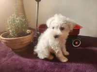 Mike , a male Miniature Schnauzer for sale in Beatrice, NE – 3 of 6