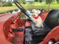 Mike , a male Miniature Schnauzer for sale in Beatrice, NE – 2 of 7