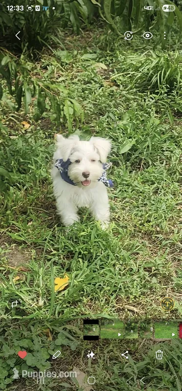 Mike  – Miniature Schnauzer puppy for sale in Beatrice, NE