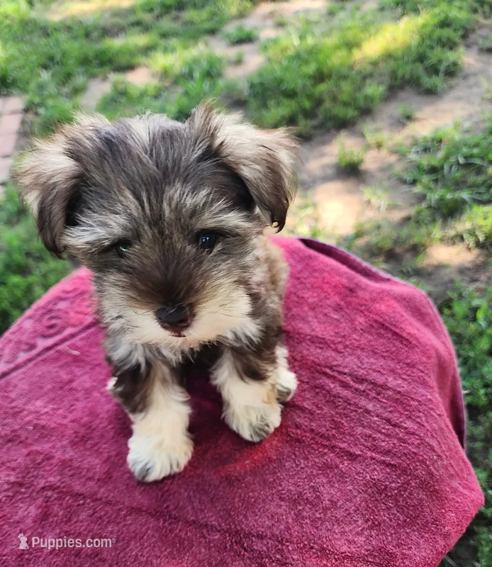Tiny Chip – Miniature Schnauzer puppy for sale in Beatrice, NE