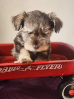 Robbie , a male Miniature Schnauzer for sale in Beatrice, NE – 2 of 6