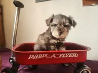Robbie , a male Miniature Schnauzer for sale in Beatrice, NE – 3 of 6