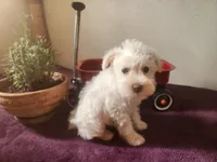Mike , a male Miniature Schnauzer for sale in Beatrice, NE – 6 of 6