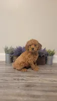 Candy, a female Cockapoo for sale in Villa Rica, GA – Photo 6 of 6