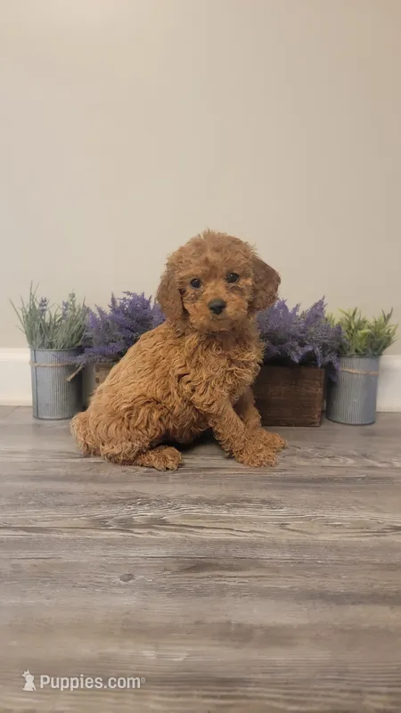Candy – Cockapoo puppy for sale in Villa Rica, GA