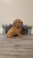 Candy, a female Cockapoo for sale in Villa Rica, GA – Photo 1 of 6