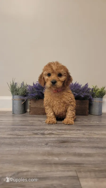 Angel – Cockapoo puppy for sale in Villa Rica, GA