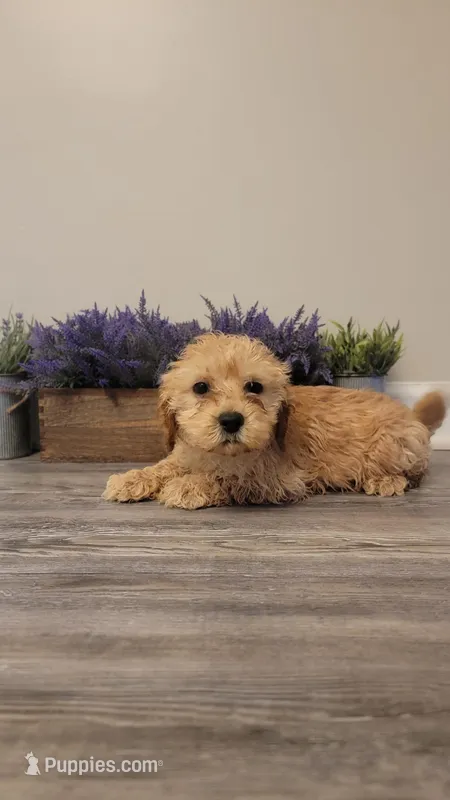 Tootsie – Cockapoo puppy for sale in Villa Rica, GA