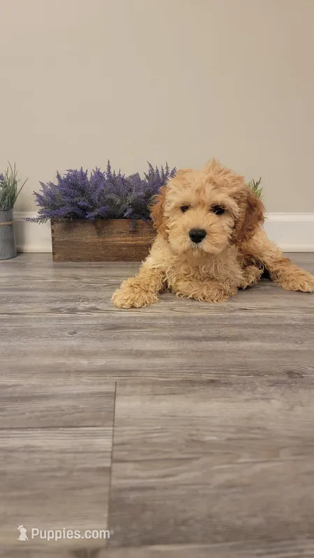 Tootsie – Cockapoo puppy for sale in Villa Rica, GA