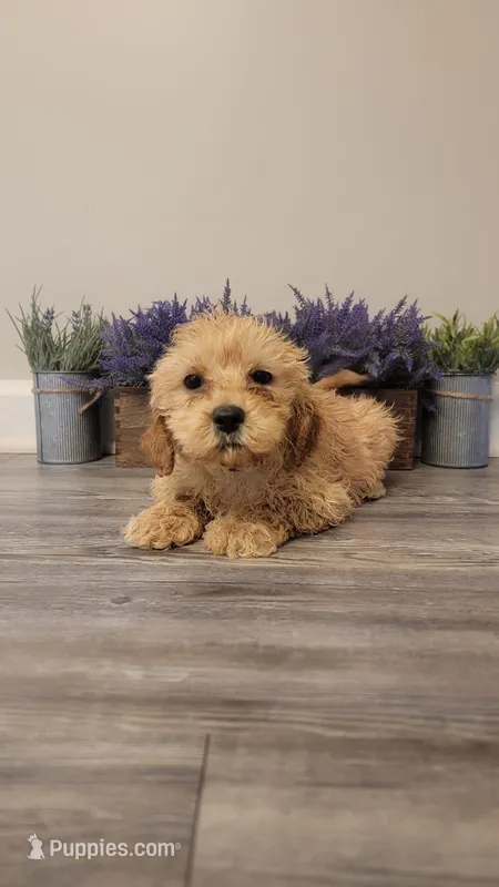 Tootsie – Cockapoo puppy for sale in Villa Rica, GA