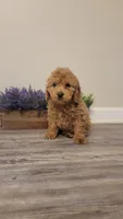 Bruno, a male Cockapoo for sale in Villa Rica, GA – Photo 7 of 8