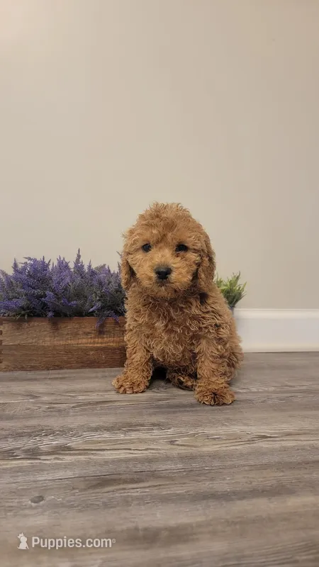 Bruno – Cockapoo puppy for sale in Villa Rica, GA