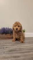 Bruno, a male Cockapoo for sale in Villa Rica, GA – Photo 1 of 8
