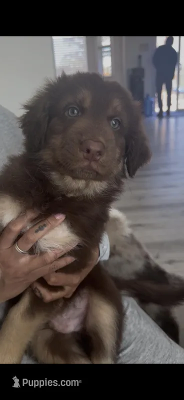 Puppy 2 – Australian Shepherd, German Shepherd Dog puppy for sale in Sloughhouse, CA