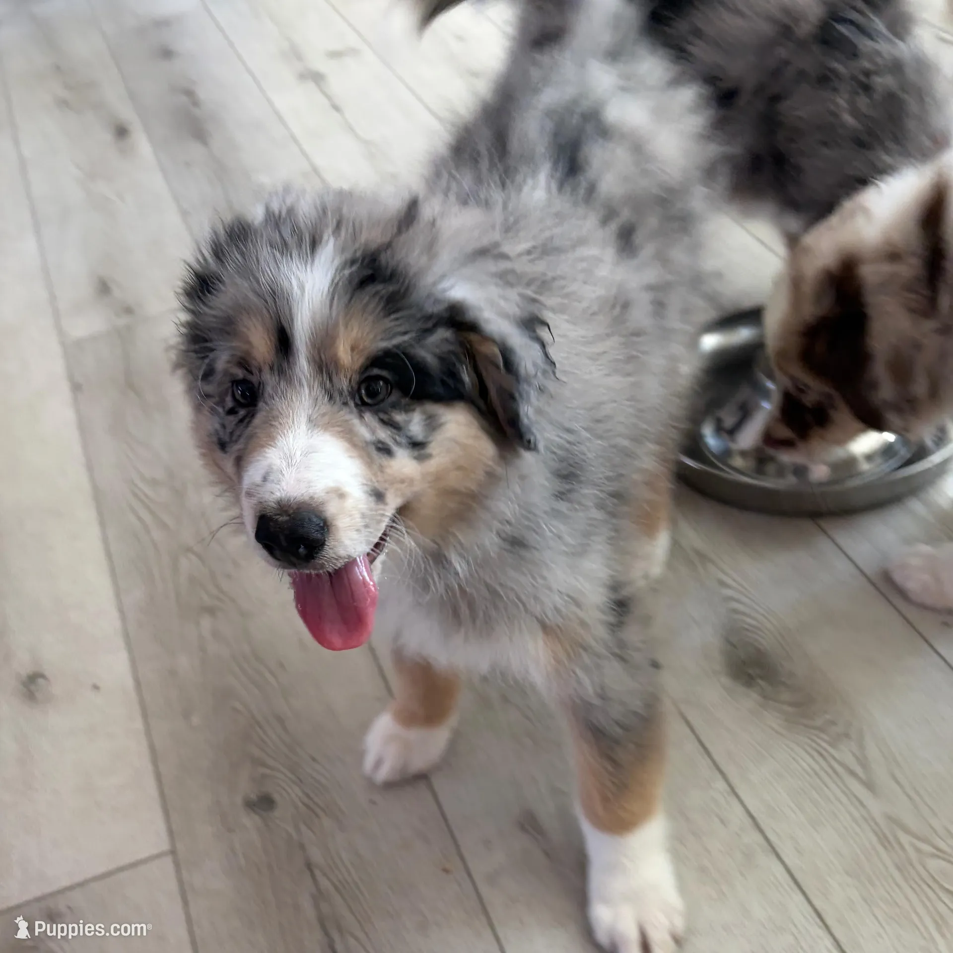 Puppy 3 – Australian Shepherd, German Shepherd Dog puppy for sale in Sloughhouse, CA