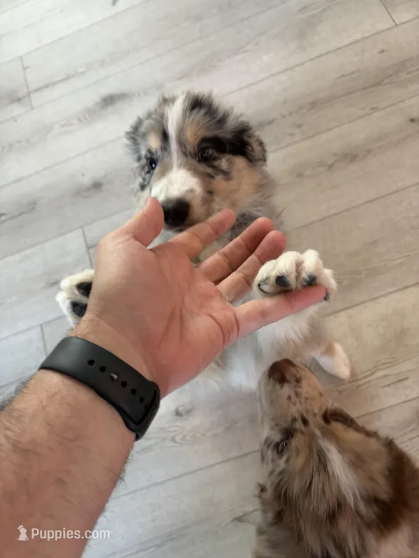 Puppy 3 – Australian Shepherd, German Shepherd Dog puppy for sale in Sloughhouse, CA