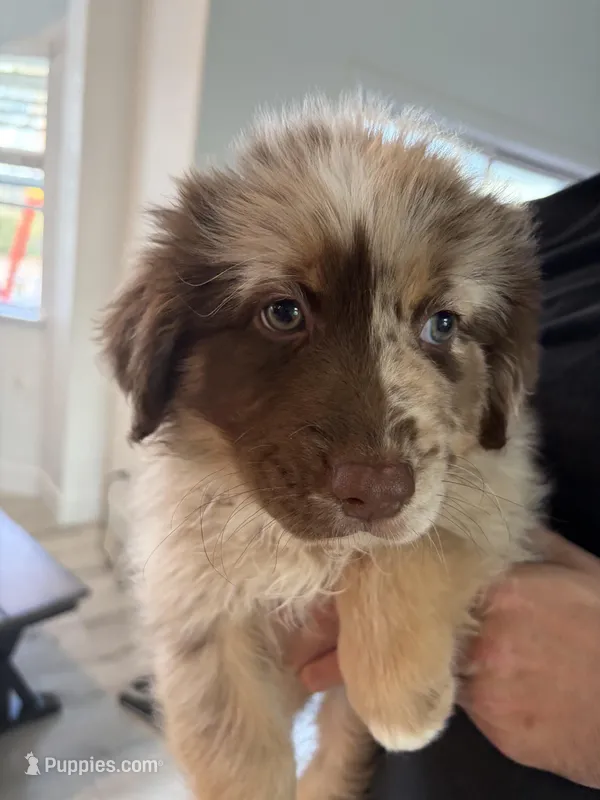 Puppy 5 – Australian Shepherd, German Shepherd Dog puppy for sale in Sloughhouse, CA