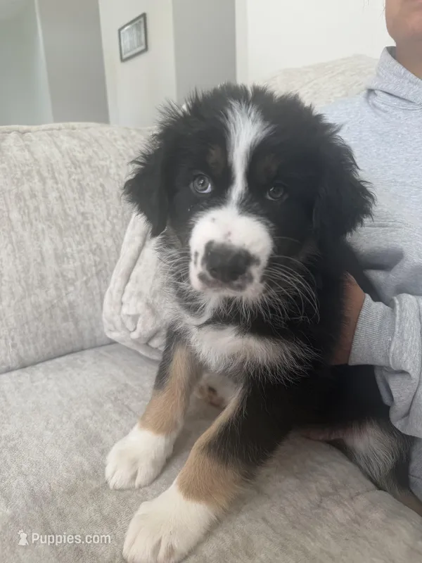 Puppy 7 – Australian Shepherd, German Shepherd Dog puppy for sale in Sloughhouse, CA