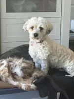 Juicy and princess, a female Maltese and Shih Tzu for sale in Sloughhouse, CA – 3 of 3
