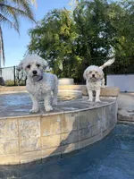 Juicy and princess, a female Maltese and Shih Tzu for sale in Sloughhouse, CA – Photo 1 of 3