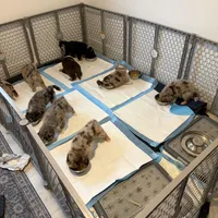Puppy 7, a female Australian Shepherd and German Shepherd Dog for sale in Sloughhouse, CA – 1 of 1
