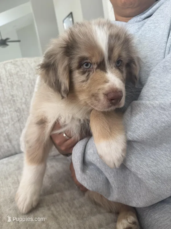 Puppy 1 – Australian Shepherd, German Shepherd Dog puppy for sale in Sloughhouse, CA