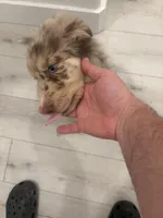 Puppy 9, a male Australian Shepherd and German Shepherd Dog for sale in Sloughhouse, CA – Photo 2 of 3