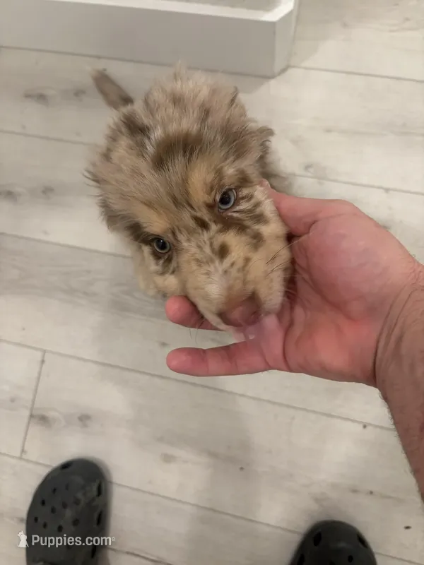 Puppy 9 – Australian Shepherd, German Shepherd Dog puppy for sale in Sloughhouse, CA