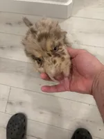 Puppy 9, a male Australian Shepherd and German Shepherd Dog for sale in Sloughhouse, CA – Photo 1 of 3