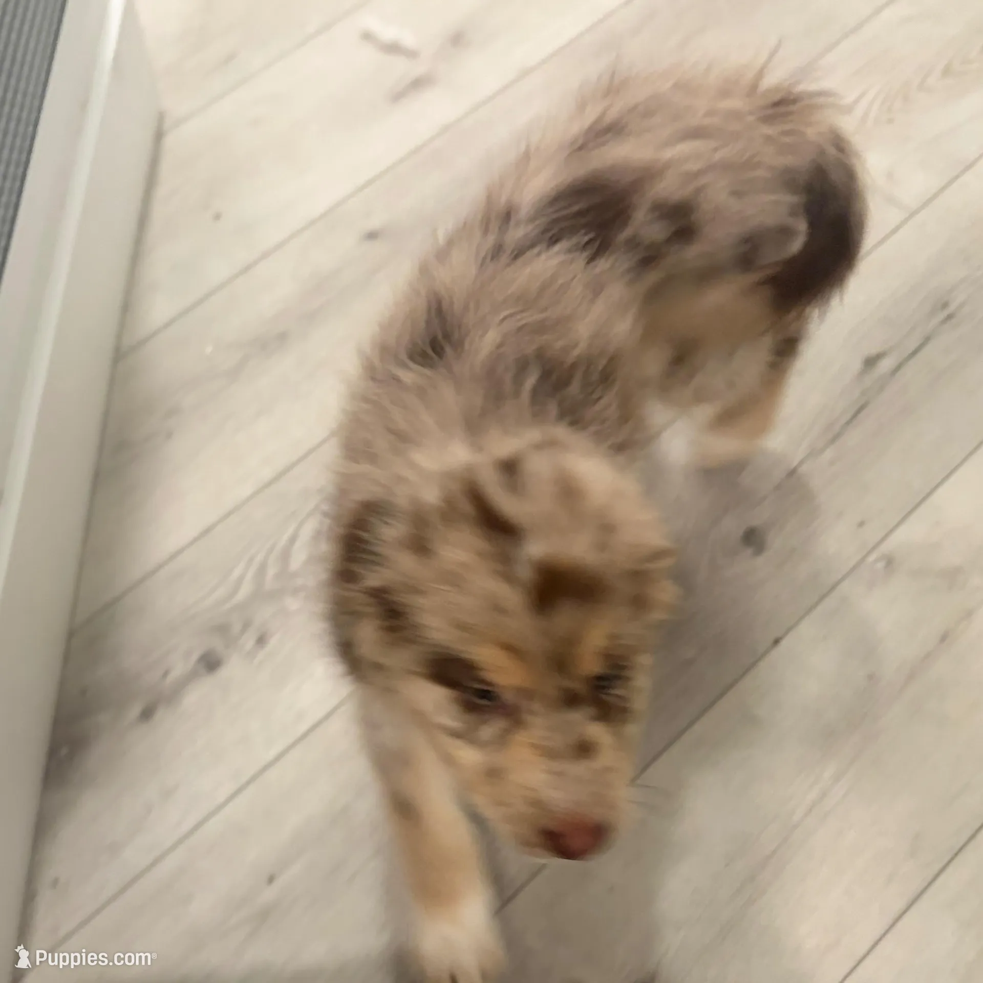 Puppy 9, a male Australian Shepherd and German Shepherd Dog for sale in Sloughhouse, CA – Photo 3 of 3