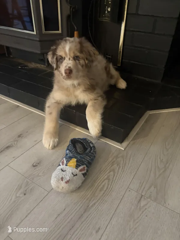 Puppy 4 – Australian Shepherd, German Shepherd Dog puppy for sale in Sloughhouse, CA