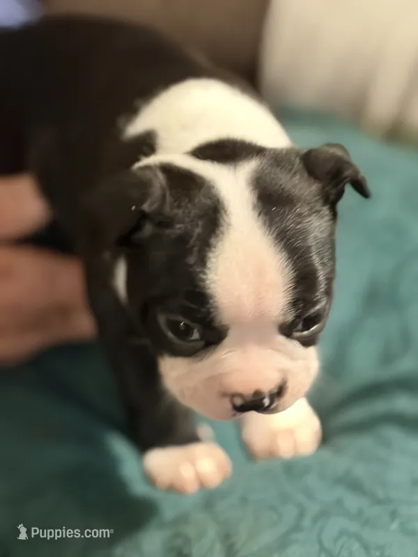 Pepper – Boston Terrier puppy for sale in Mason, TX